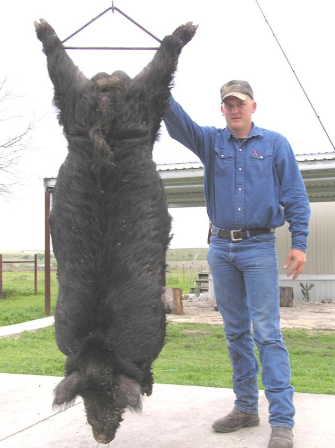Feral Hog Hunt (only with whitetail and/or exotic hunt packages)