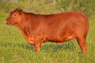 Strong Heritage of Texas Ranching
