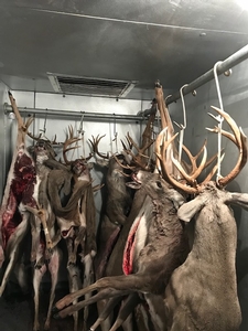 Whitetail