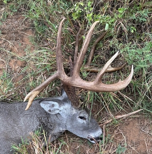 Whitetail