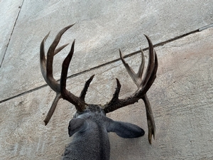 Whitetail
