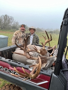 Whitetail