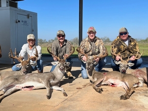 Whitetail