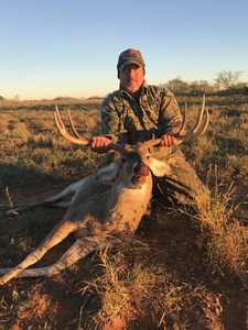Whitetail