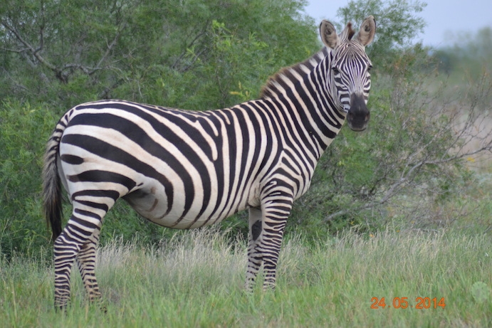 Other Hunts Available at Tom Ranch Other Hunts Available at Tom Ranch